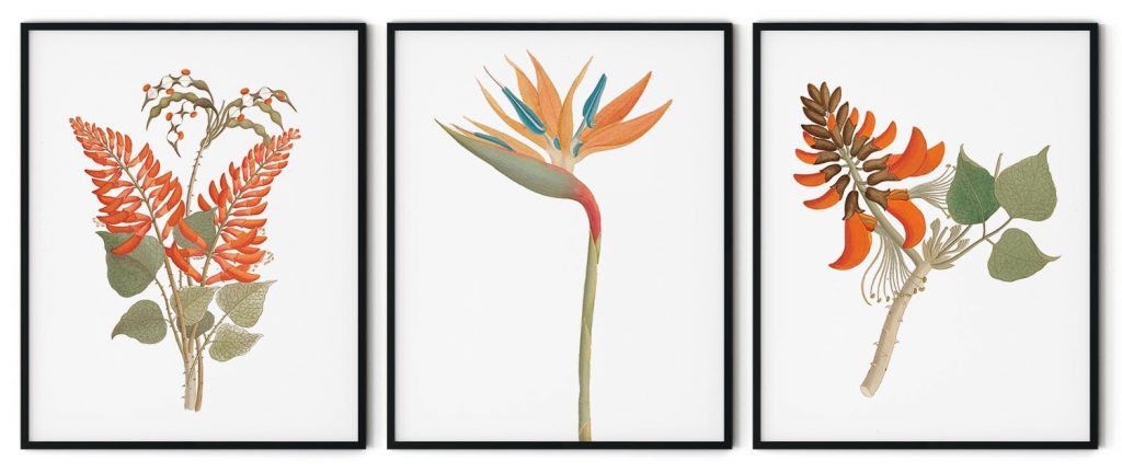 Orange botanical set of 3