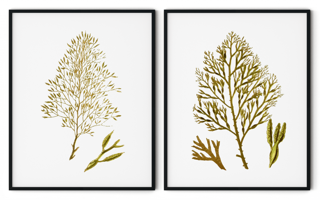 Seaweed set of 2