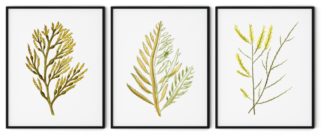 Seaweed set of 3