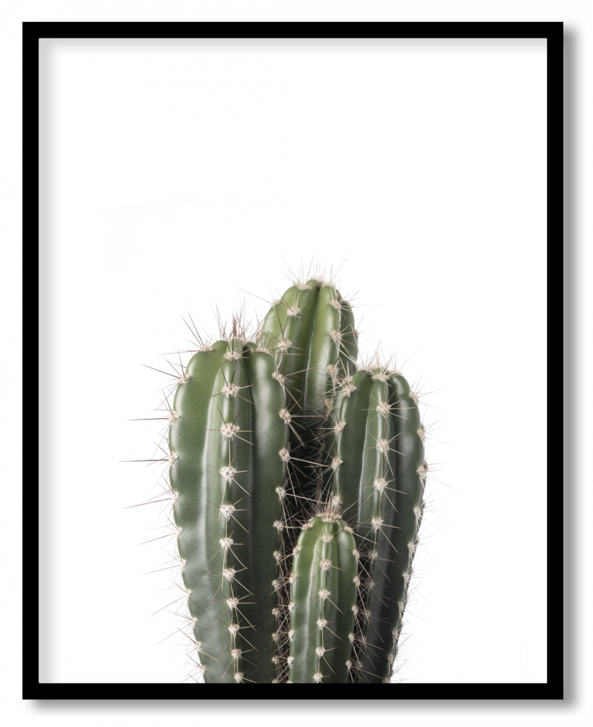 Green enlarged succulent