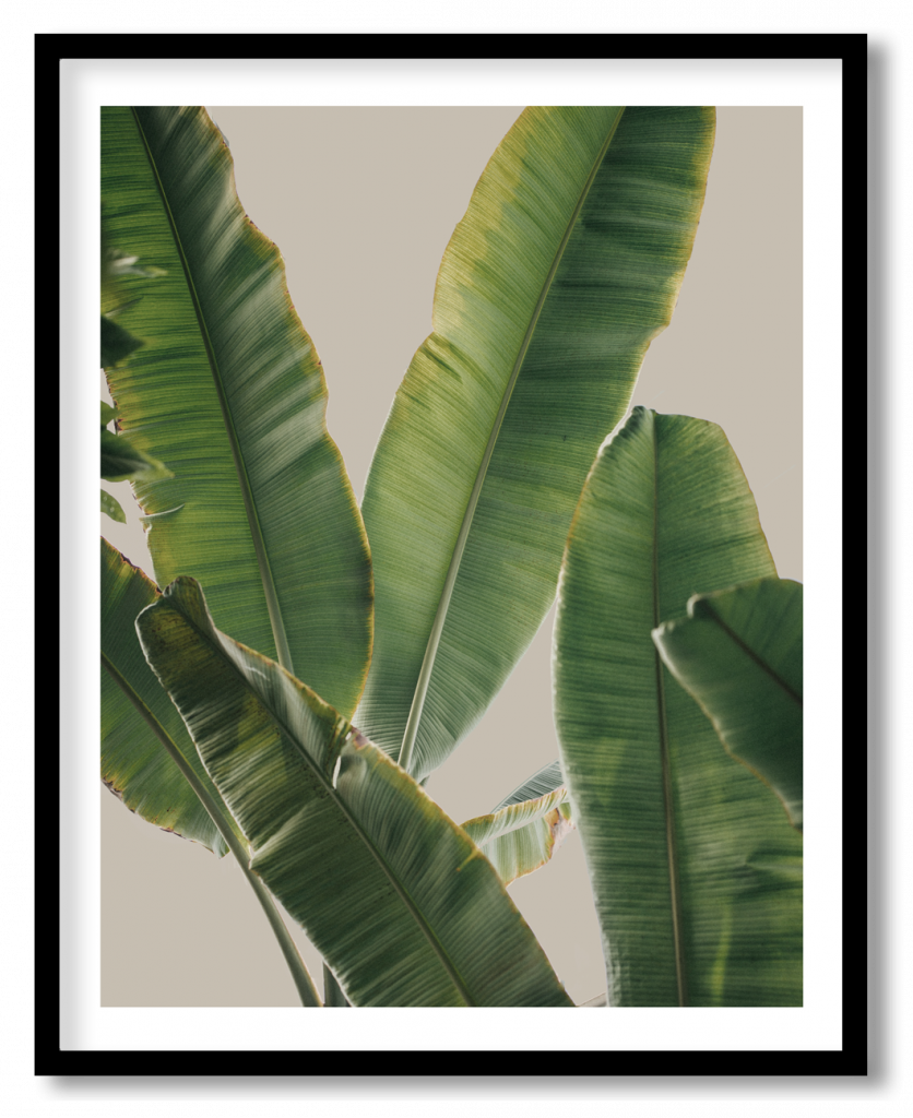 Banana leaves