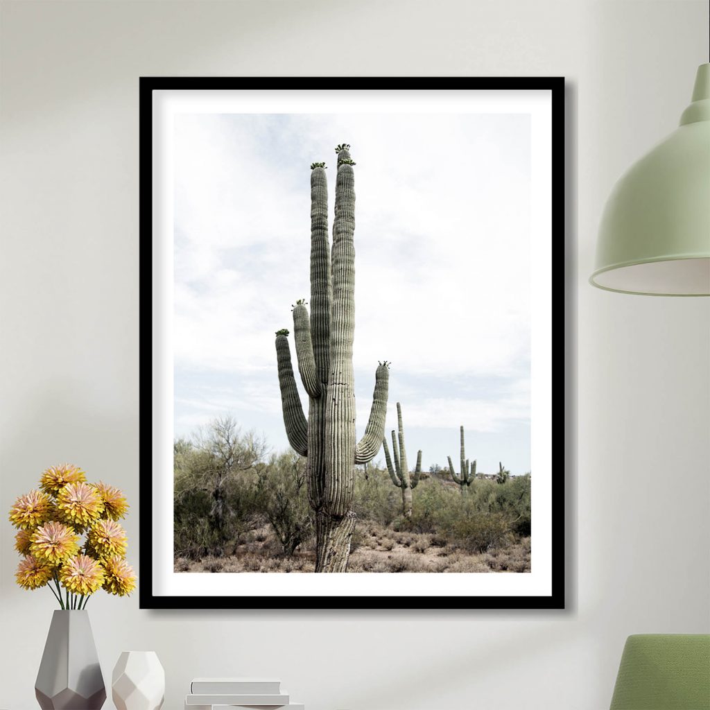Green desert cactus