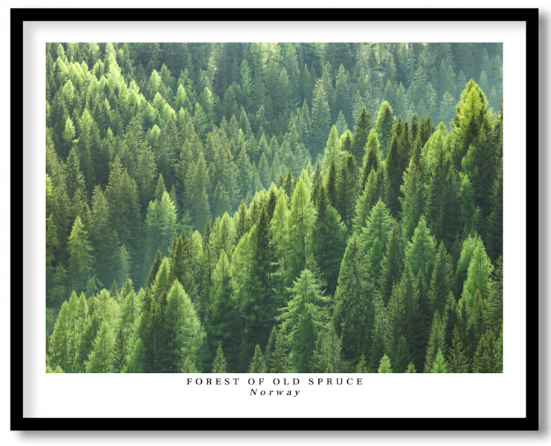 Forests of old spruce