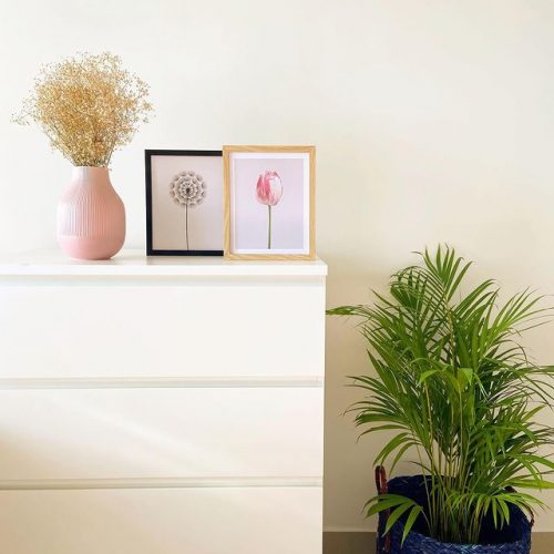 Single dandelion flower photo review