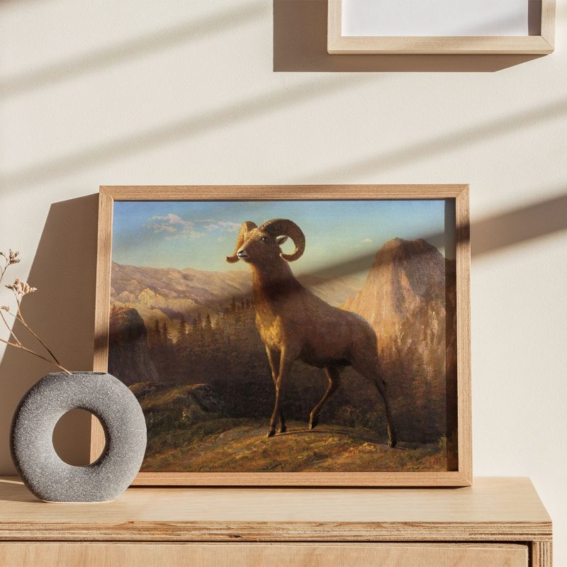 A rocky mountain sheep by Albert Bierstadt (1879)