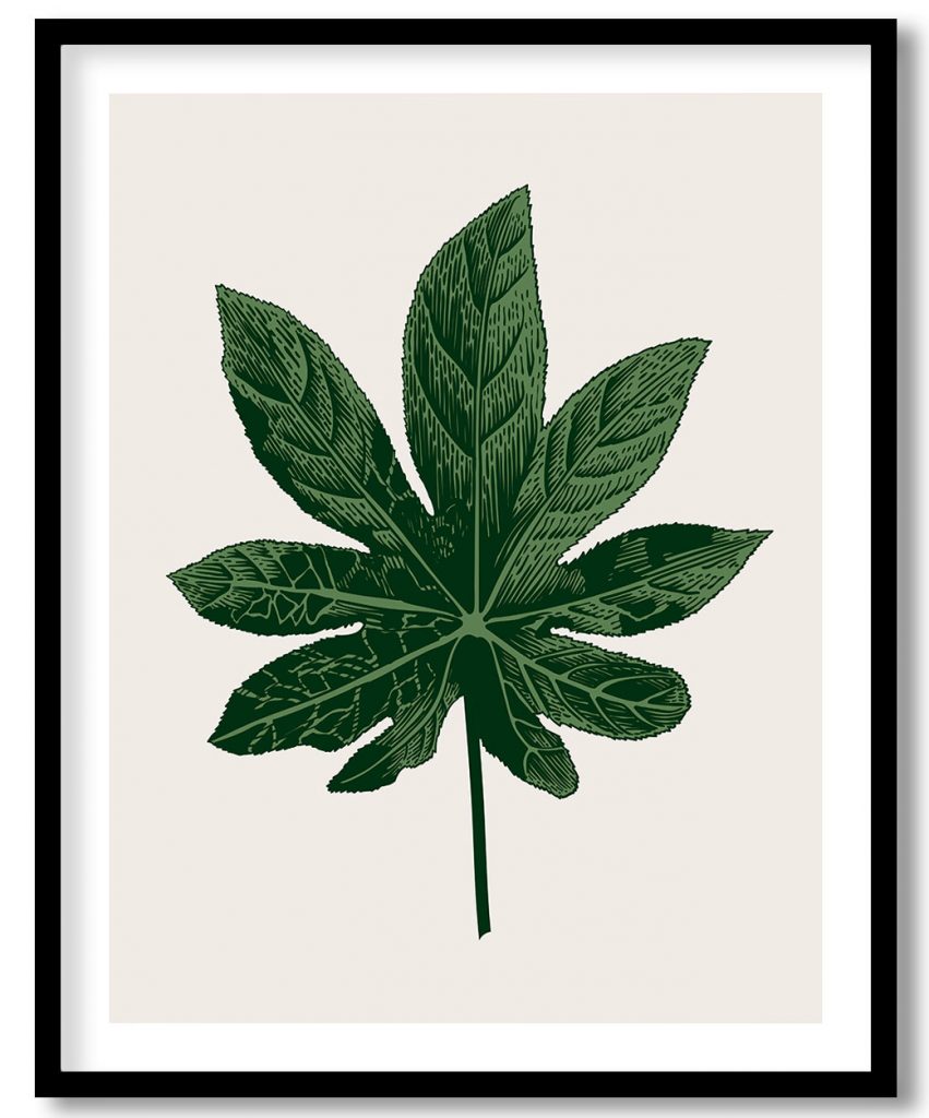 Vintage exoctic green fatsia japonica leaf