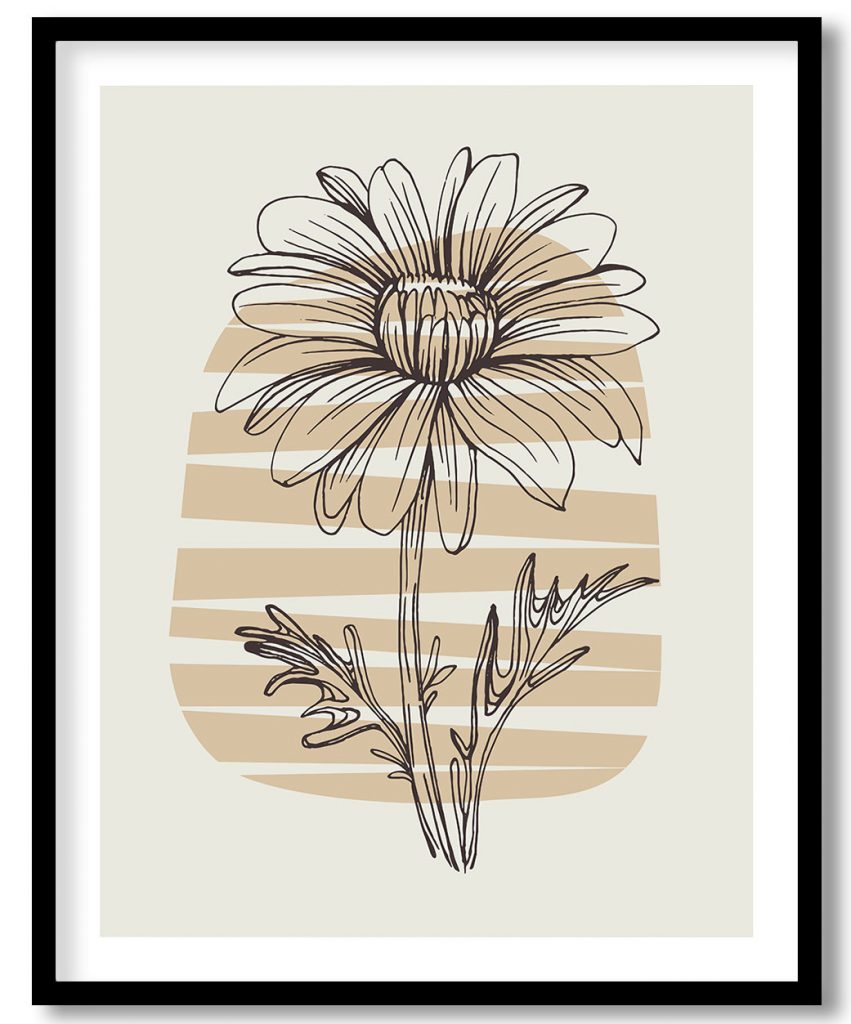 The gorgeous blooming daisy