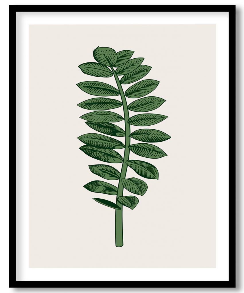 Vintage exoctic zamioculcas leaf