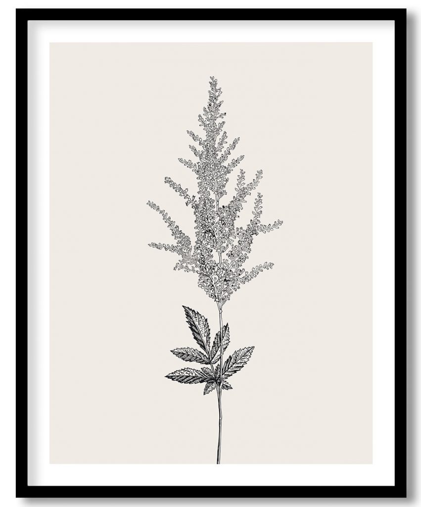 Vintage classical black and white astilbe plant