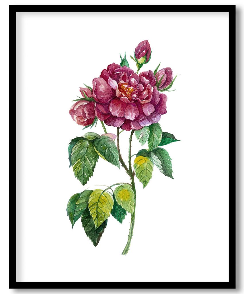 Allruing watercolor rose