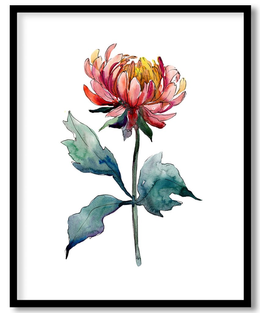 Watercolor aster flowers