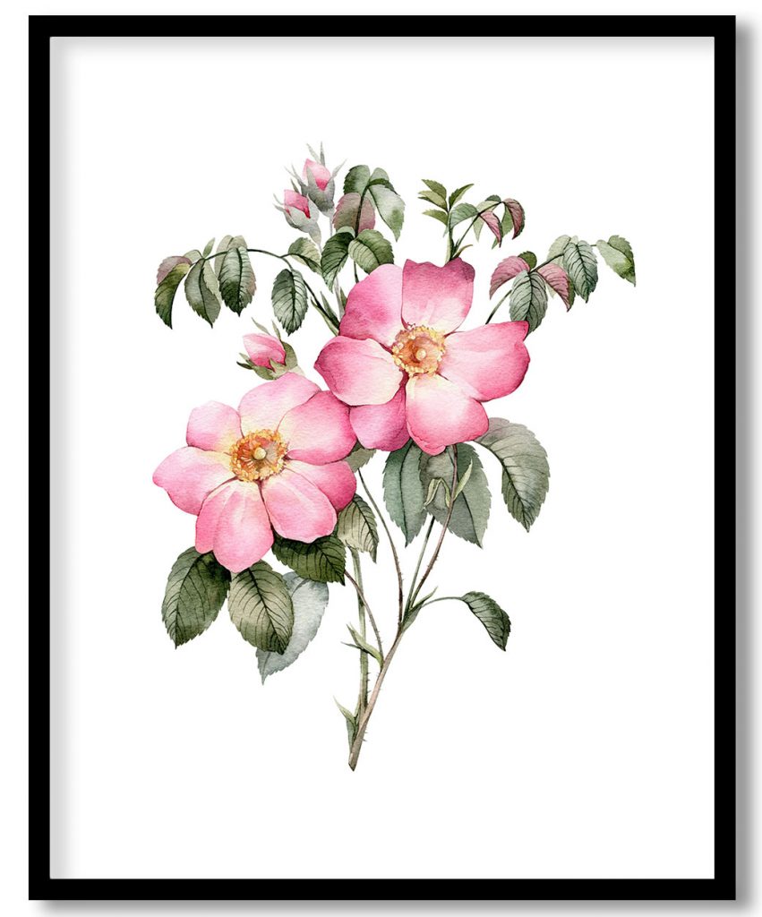 Chimera garden pink roses