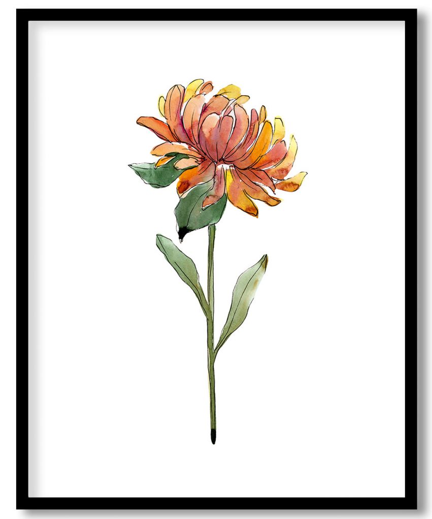 Aster floral botanical flowers