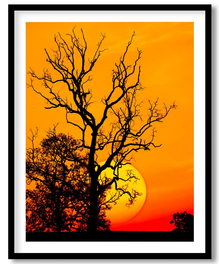 Silhouette trees in sunset