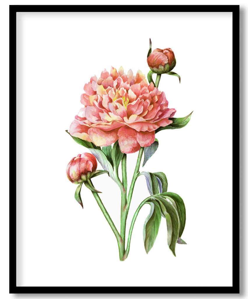 Simple Watercolored Peony