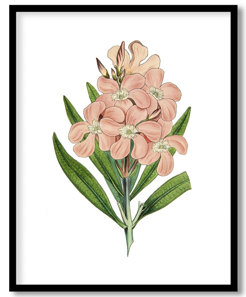 Watercolored Pink Flowers