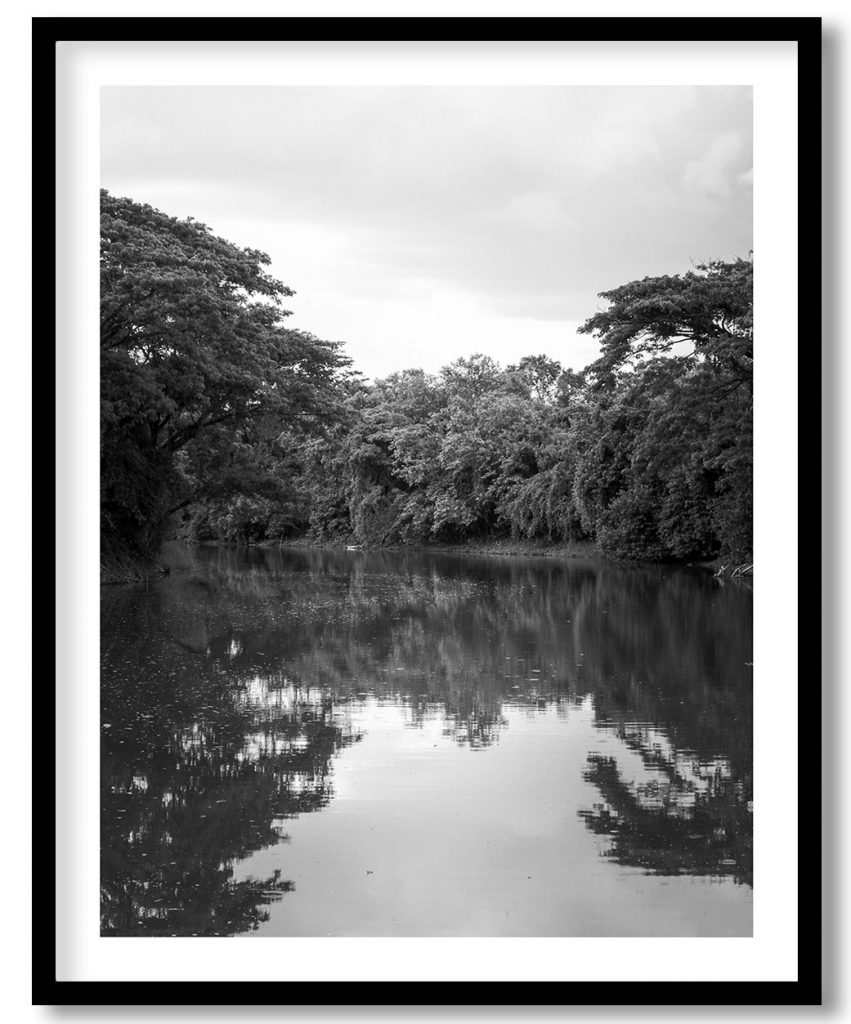 Trees Replication on Still River