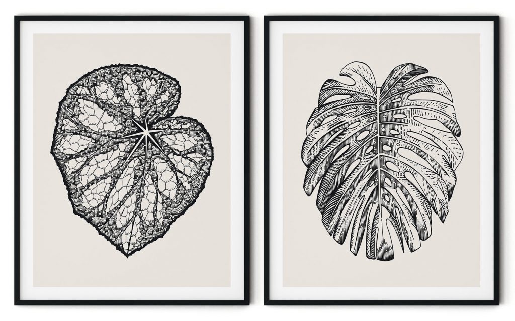 Begonia Rex vs Monstera