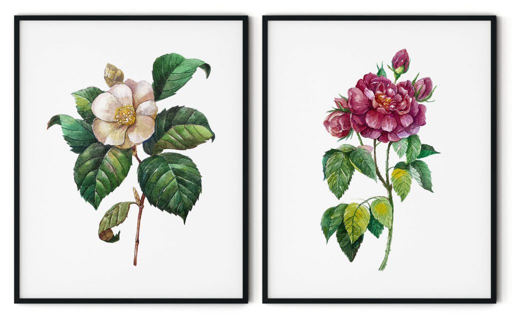 Awesome gallic & camellia rose