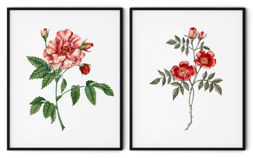 beautiful roses vs carnation flowers