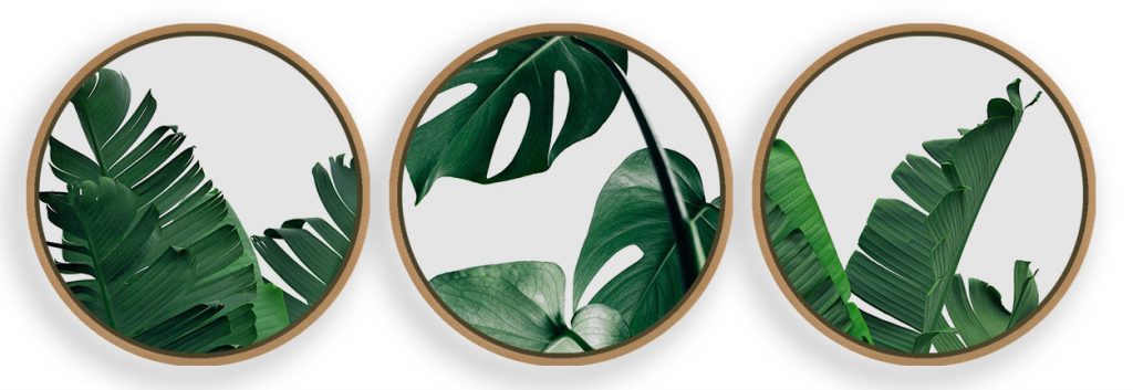 Tropical Leaves close up Framed Wall Art (Set of 3), Nature Art, Abstract, Photography