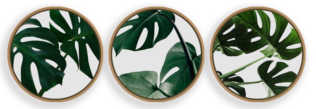 Monstera Leaves Framed Wall Art (Set of 3), Botanical Art, Nature Art, Modern Art