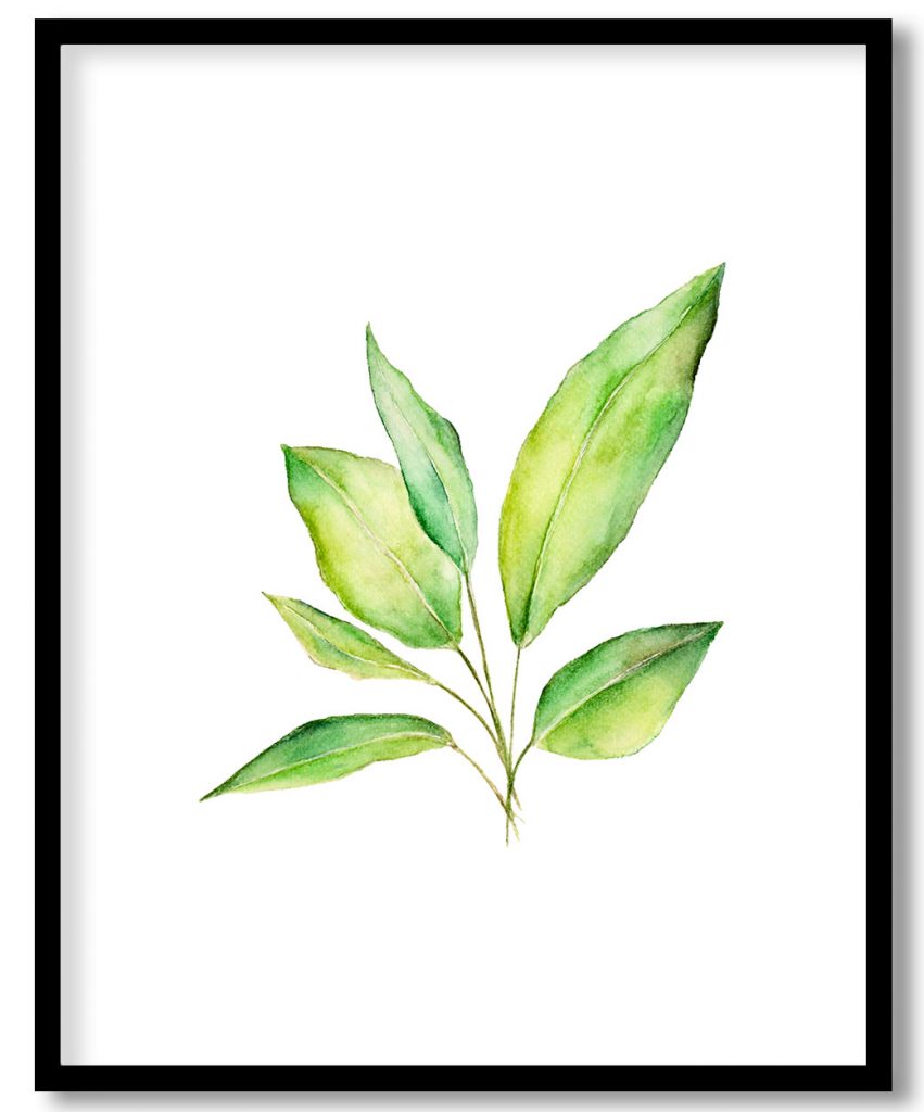 Watercolour Lily Leaf