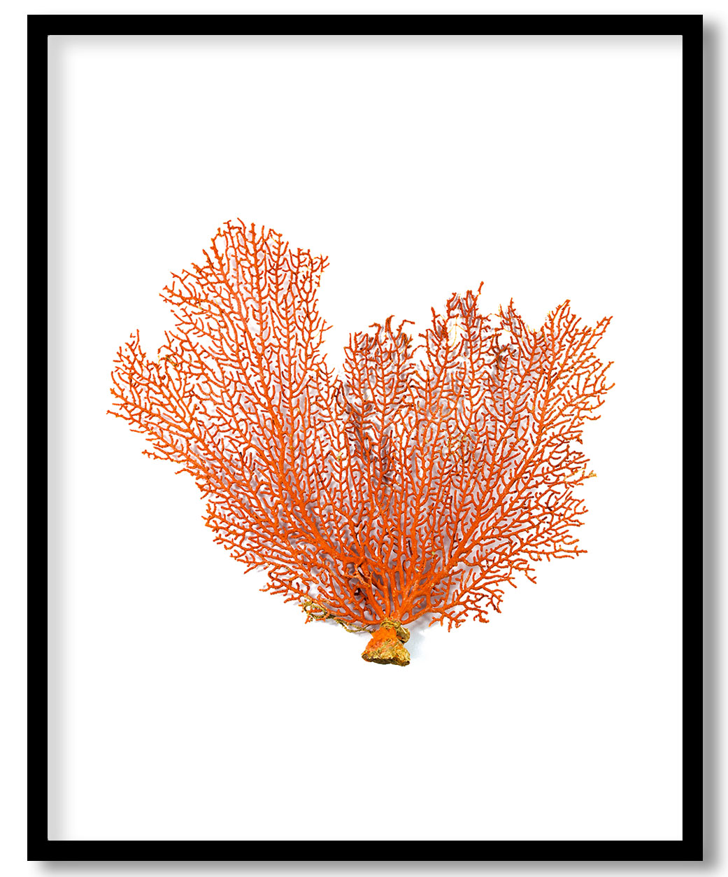 Orange sea fan coral Wall Art Decor, Framed Painting, Home Decor