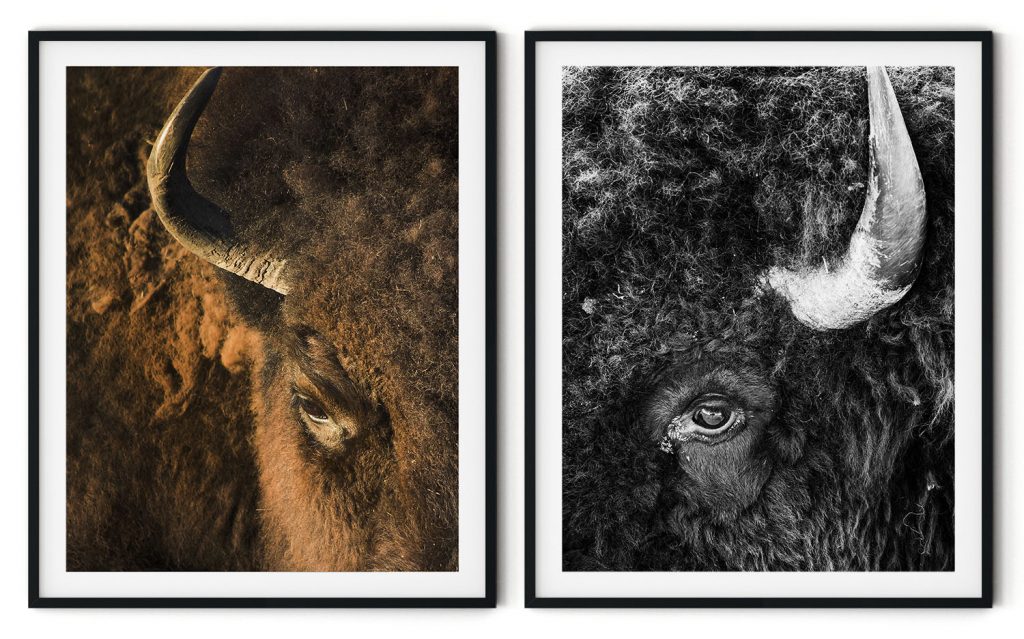 Set of 2 ramp bison