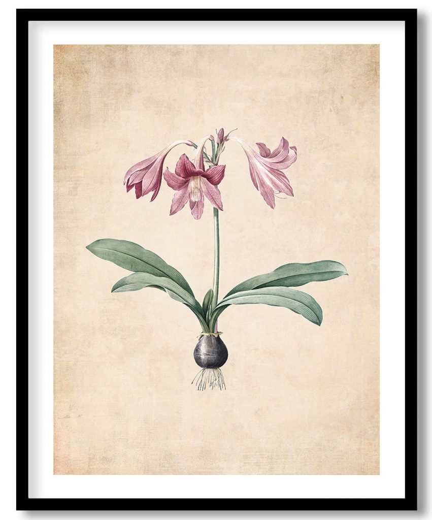 Netted veined amaryllis - Pressed Vintage Botanical