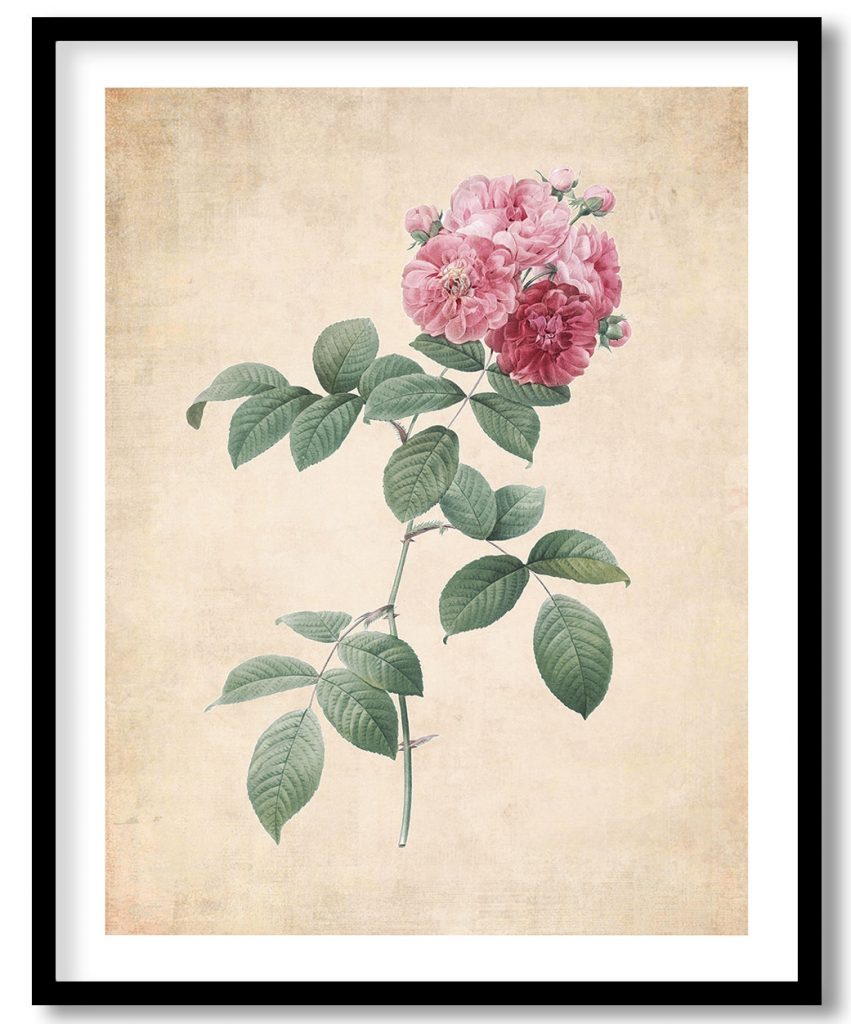Seven Sisters Roses - Pressed Vintage Botanical