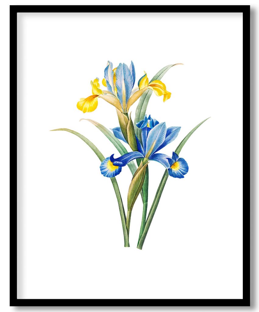 Spanish iris flower botanical by Pierre Joseph Redouté