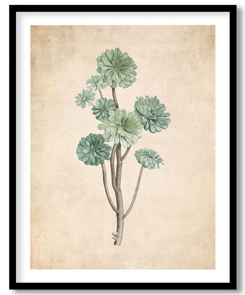Sempervivum Arboreum - Pressed Vintage Botanical