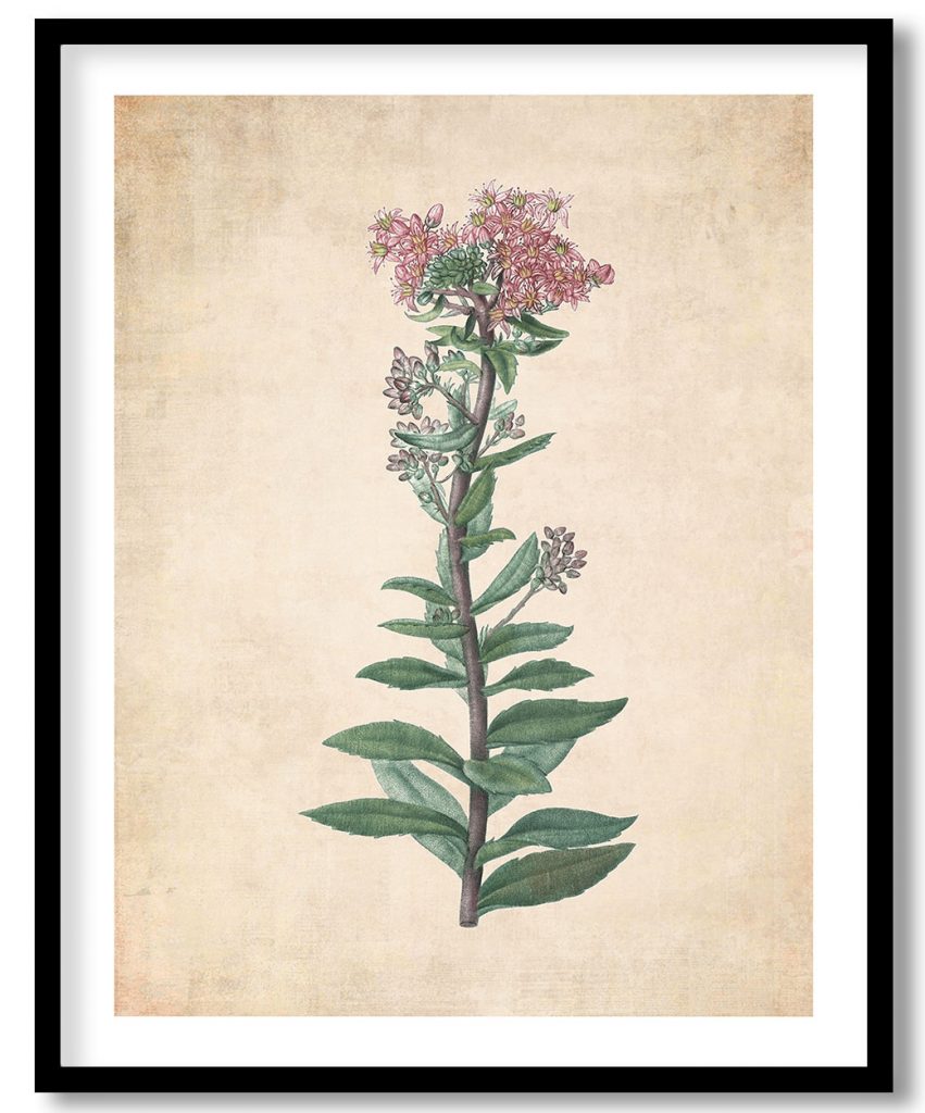 Sedum Telephium - Pressed Vintage Botanical