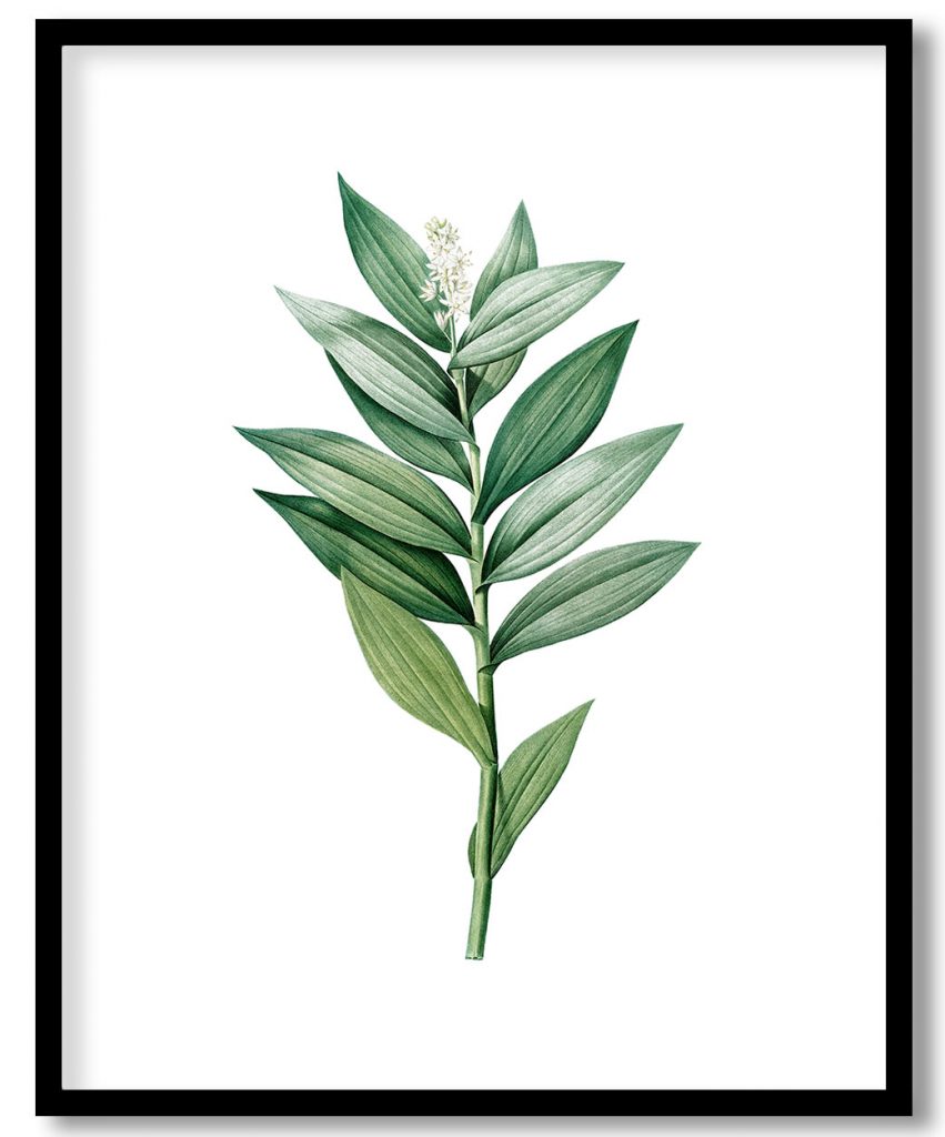 Smilacina stellata from Les liliacées (1805) by Pierre Joseph Redouté