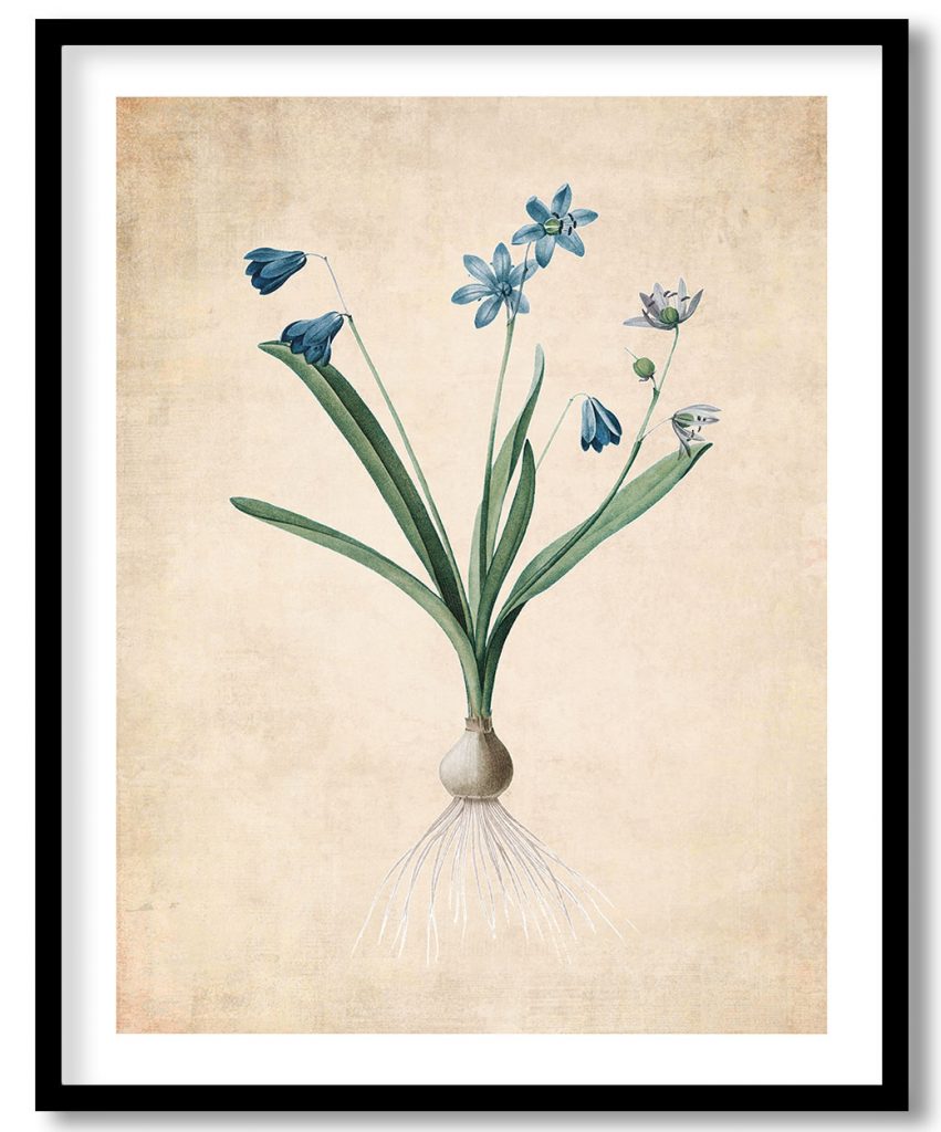 Scilla amaena - Pressed Vintage Botanical