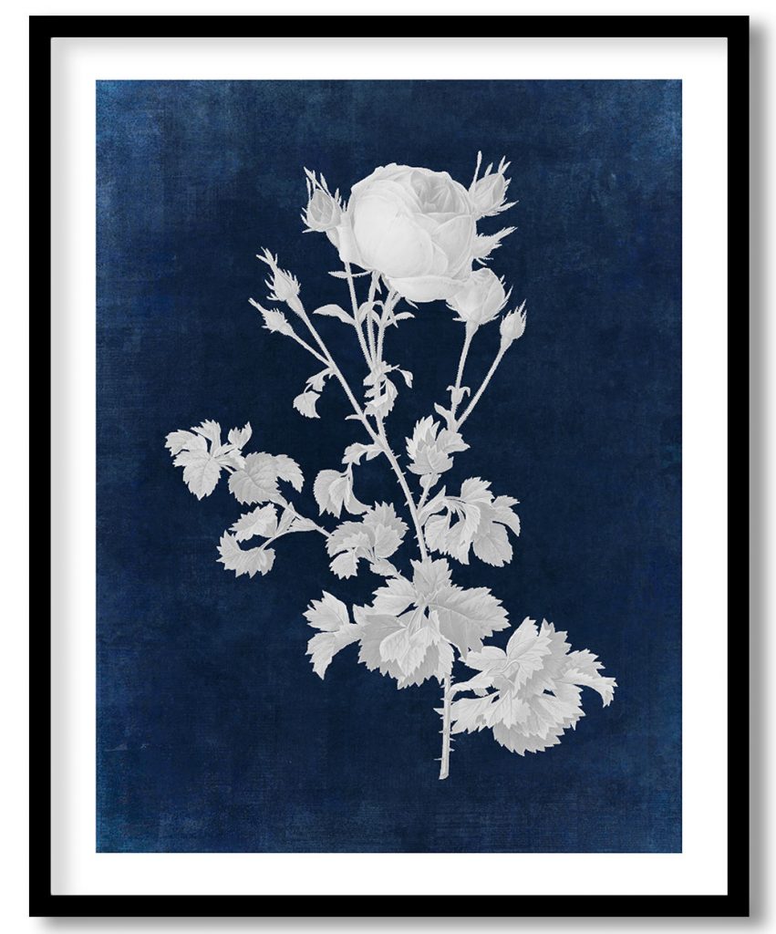 Celery Leaved Variety of Cabbage Rose - Indigo Pressed