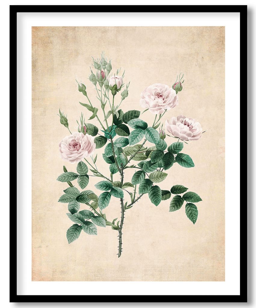 Rosier pompon flower botanical - Pressed Vintage Botanical