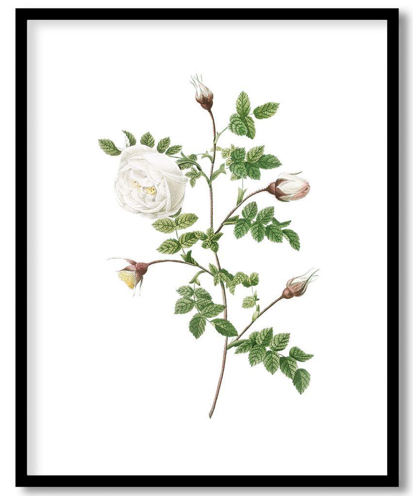 Silver-Flowered Hispid Rose, Rosa hispida argentea from Les Roses (1817–1824) by Pierre Joseph Redouté