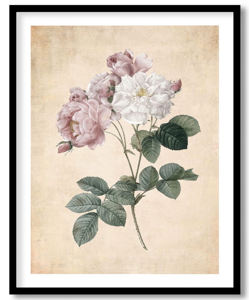 Rosier de Cels - Pressed Vintage Botanical