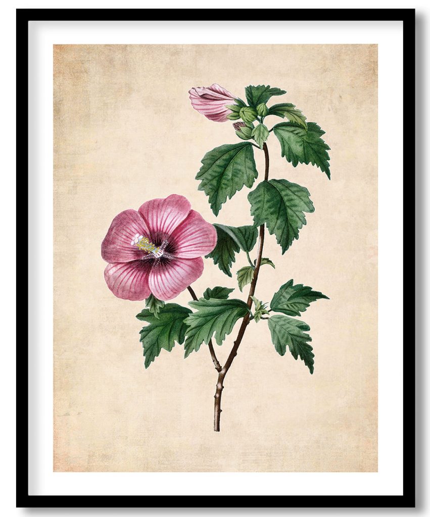 Rose of Sharon - Pressed Vintage Botanical