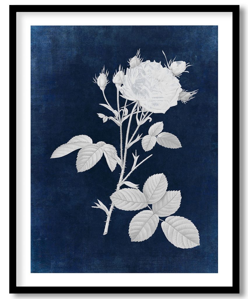 Cabbage Rose White Provence - Indigo Pressed