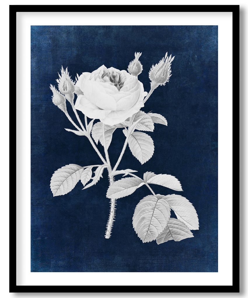 Cabbage rose flower #547 - Indigo Pressed