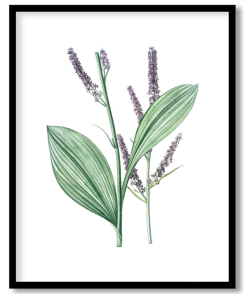 Vintage Black false hellebore