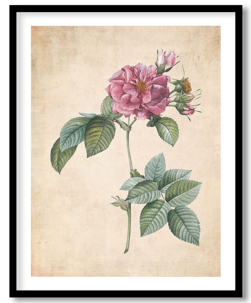 Rosa turbinata - Pressed Vintage Botanical