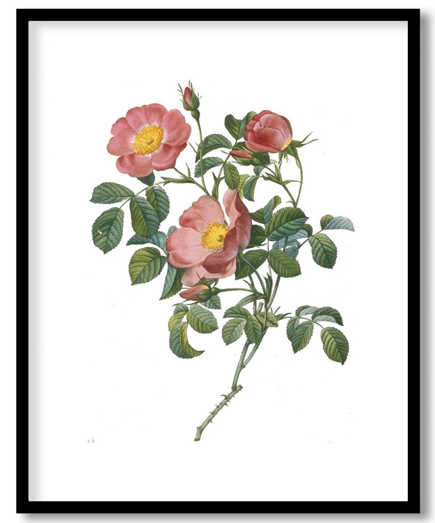 Rosier d'Amour, from La Couronne Des Roses