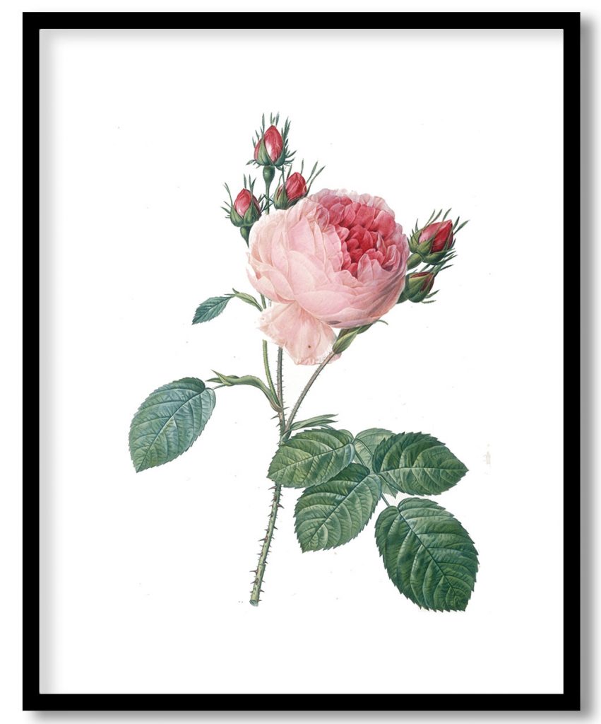 Rosier a cent feuilles, from Les Roses