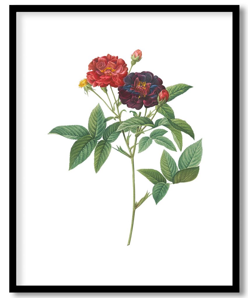 Rose of Van Eeden, Rosa gallica purpurea velutina, parva from Les Roses (1817–1824) by Pierre Joseph Redouté