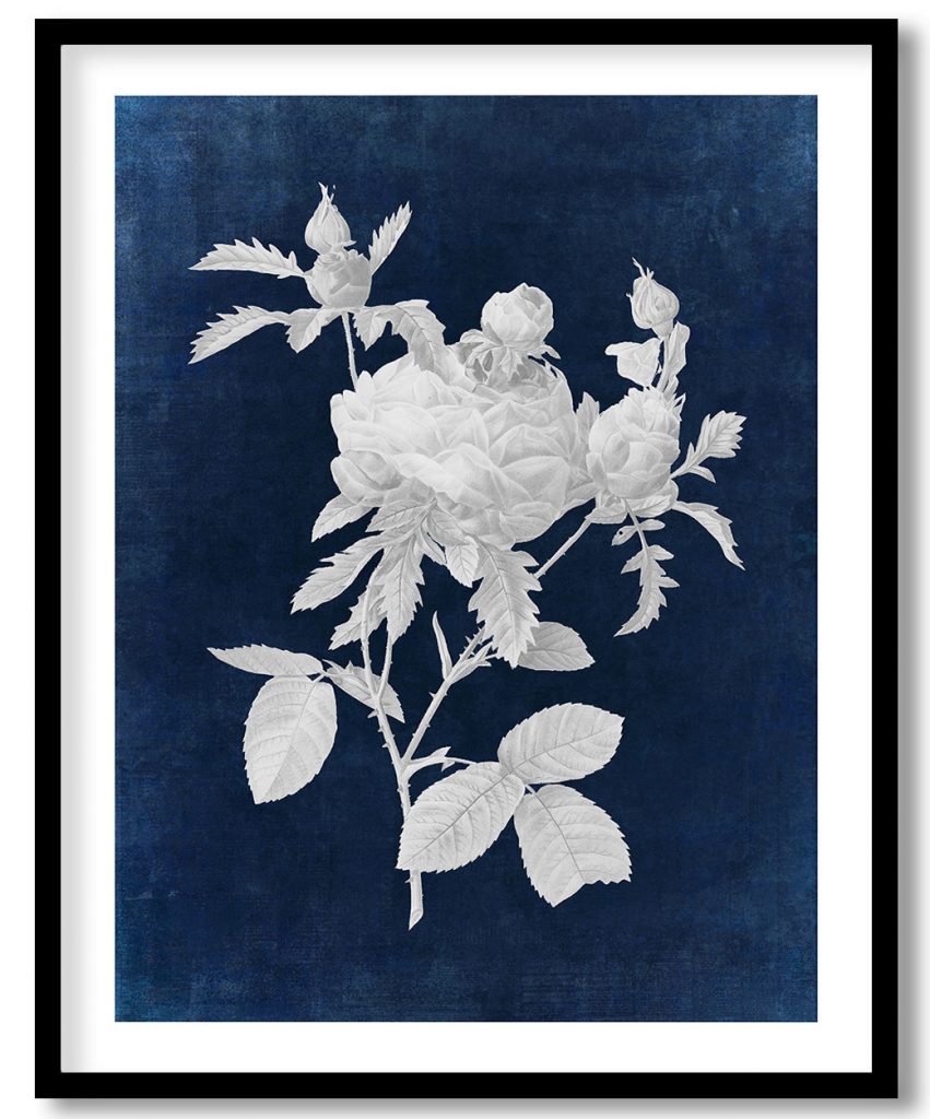 Cabbage rose flower #552 - Indigo Pressed