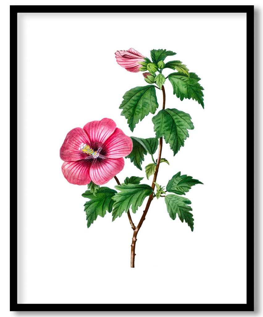 Rose of Sharon (Hibiscus syriacus) from Treatise On Trees And Shrubs Grown In Open Ground In France